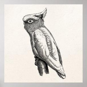 Cockatau Tropische vogelillustratie Poster
