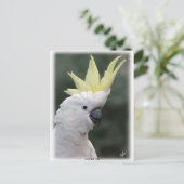 Cockatau, zwavelhoudend, 9Y331D-005 Briefkaart (Staand voorkant)