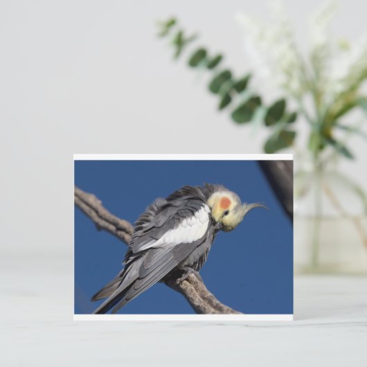 Cockatiel Briefkaart (Staand voorkant)