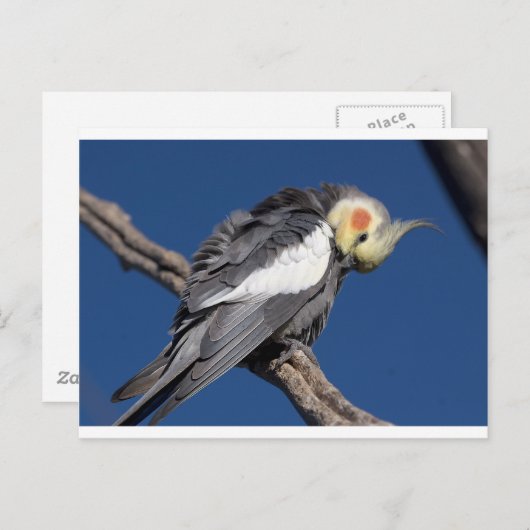 Cockatiel Briefkaart (Voorkant / Achterkant)