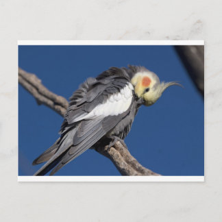 Cockatiel Briefkaart
