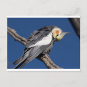 Cockatiel Briefkaart (Voorkant)