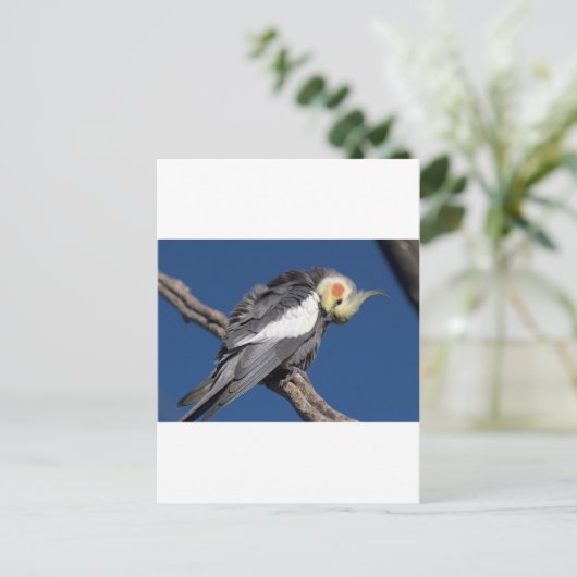 Cockatiel Briefkaart (Staand voorkant)