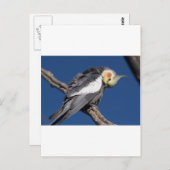 Cockatiel Briefkaart (Voorkant / Achterkant)