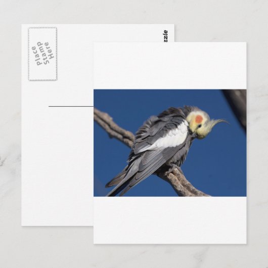 Cockatiel Briefkaart (Voorkant / Achterkant)