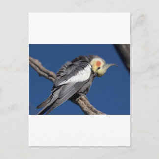 Cockatiel Briefkaart