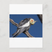 Cockatiel Briefkaart (Voorkant)