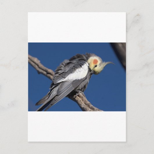 Cockatiel Briefkaart (Voorkant)
