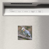 Cockatiel budgerigar met briefkaart T- Magneet (Insitu (Vaatwasser))