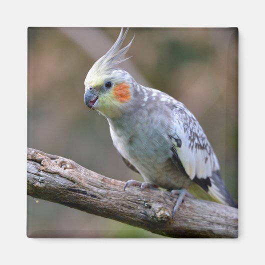 Cockatiel budgerigar met briefkaart T- Magneet (Voorkant)
