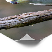 Cockatiel budgerigar met briefkaart T- Poster (Hoek)