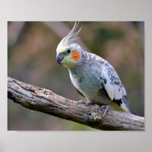 Cockatiel budgerigar met briefkaart T- Poster