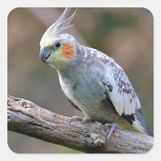 Cockatiel budgerigar met briefkaart vierkante sticker (Voorkant)