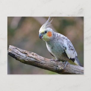 Cockatiel budgerigar met een filiaal briefkaart