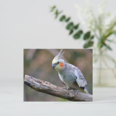 Cockatiel budgerigar met een filiaal briefkaart (Staand voorkant)