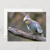 Cockatiel budgerigar met een filiaal briefkaart (Voorkant / Achterkant)
