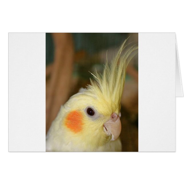 Cockatiel Cutie (Voorkant Horizontaal)