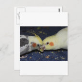 Cockatiel Love Briefkaart (Voorkant / Achterkant)