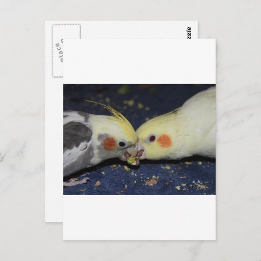 Cockatiel Love Briefkaart (Voorkant / Achterkant)