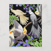 Cockatiel Love Briefkaart (Voorkant)