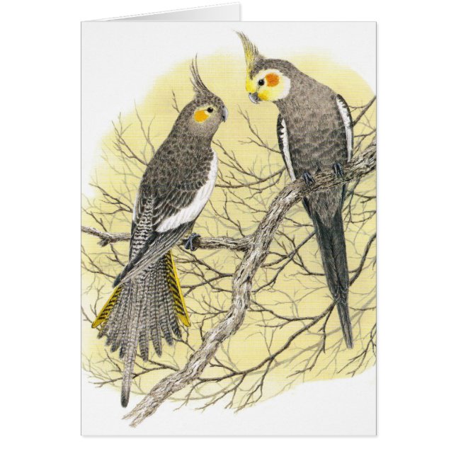 Cockatiel Pair - Nymphicus hollandicus (Voorkant)