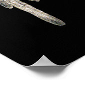 Cockatiel Pair - Nymphicus hollandicus on Black Poster (Hoek)