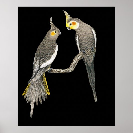 Cockatiel Pair - Nymphicus hollandicus on Black Poster (Voorkant)