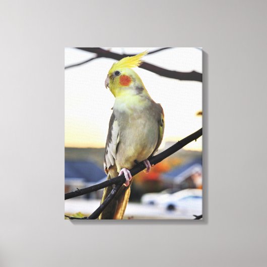 Cockatiel Profile Photograph Canvas Afdruk (Voorkant)