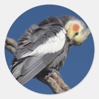 Cockatiel Ronde Sticker