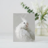 cockatiel, vogel, , huisdier, schattig, schattig, briefkaart (Staand voorkant)