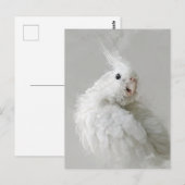 cockatiel, vogel, , huisdier, schattig, schattig, briefkaart (Voorkant / Achterkant)