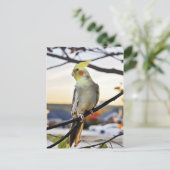 Cockatielprofiel foto briefkaart (Staand voorkant)