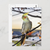 Cockatielprofiel foto briefkaart (Voorkant / Achterkant)