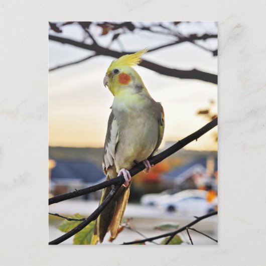 Cockatielprofiel foto briefkaart (Voorkant)