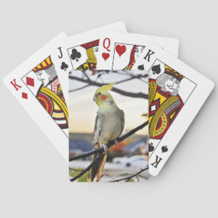 Cockatielprofiel foto pokerkaarten