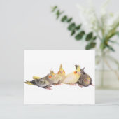 Cockatiels Briefkaart (Staand voorkant)