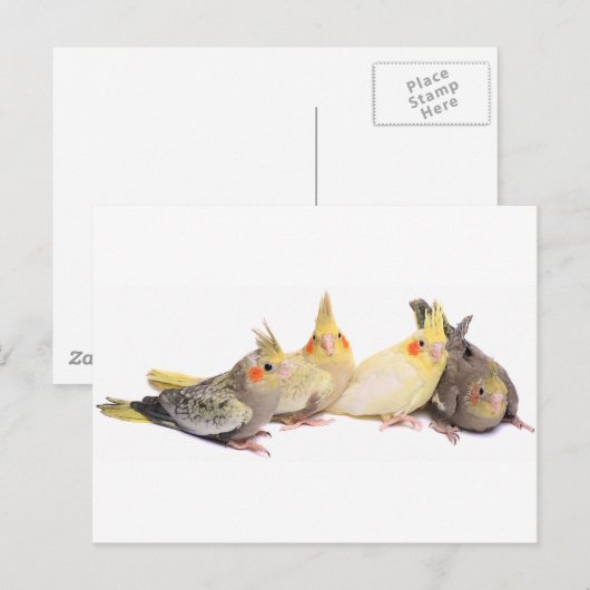 Cockatiels Briefkaart (Voorkant / Achterkant)