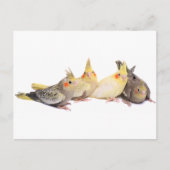 Cockatiels Briefkaart (Voorkant)