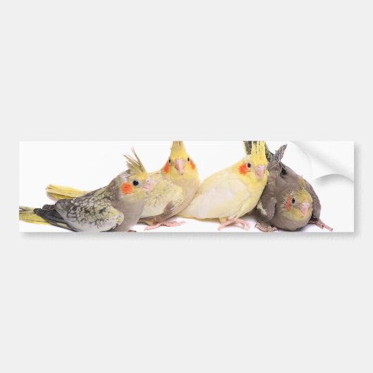 Cockatiels Bumpersticker (Voorkant)