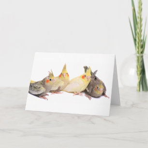 Cockatiels Kaart