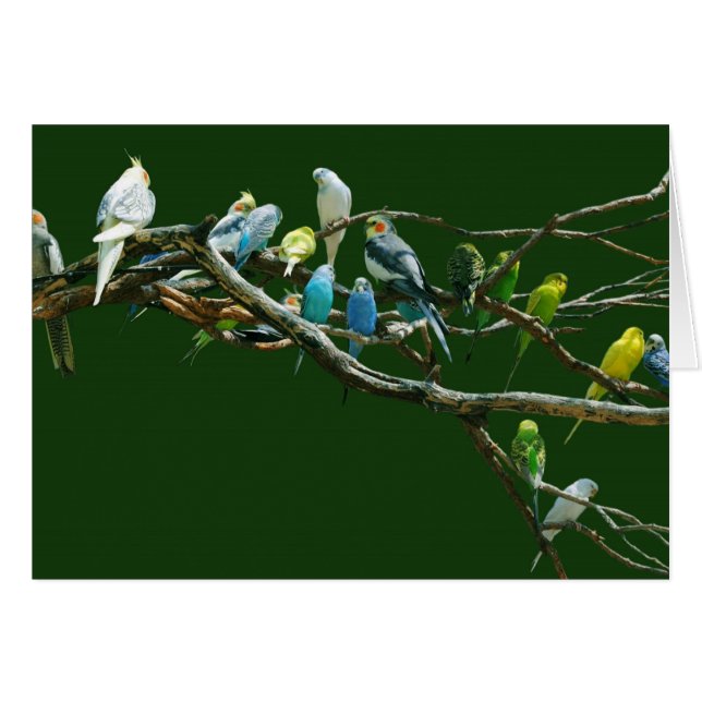 Cockatiels N Parakeets (Voorkant Horizontaal)