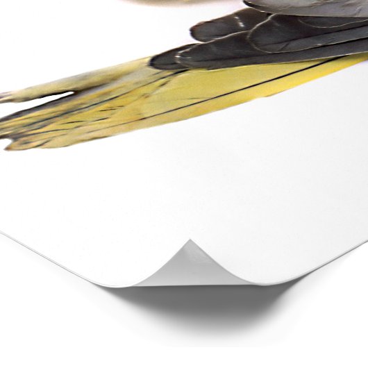 Cockatiels Poster (Hoek)