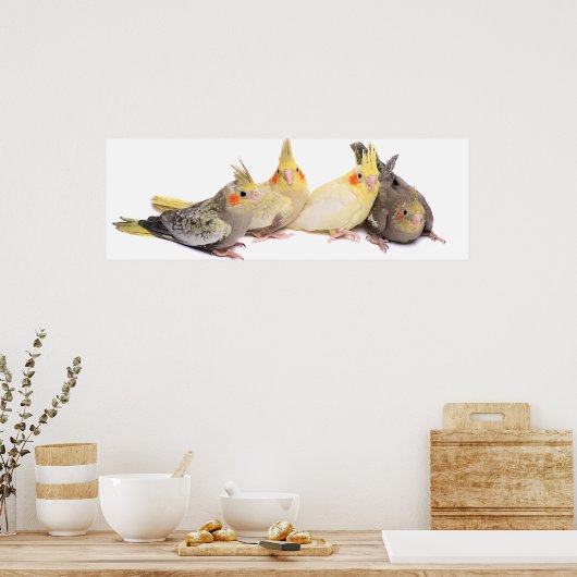Cockatiels Poster (Keuken)