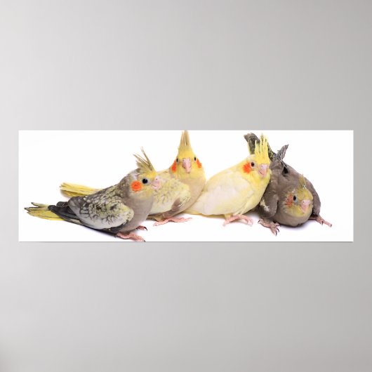 Cockatiels Poster (Voorkant)