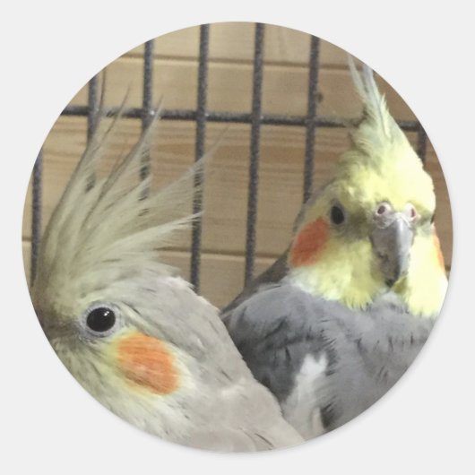 Cockatiels Ronde Sticker (Voorkant)