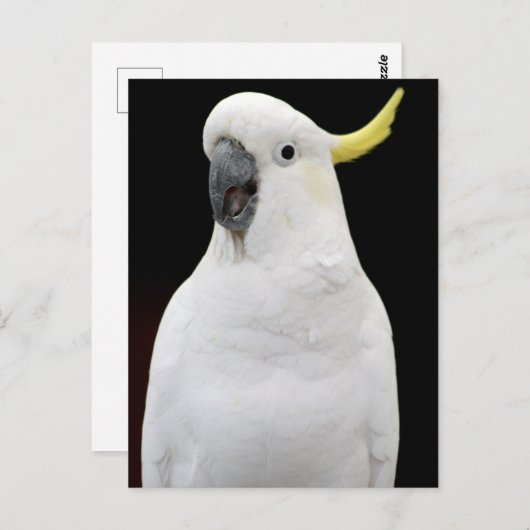 Cockato Briefkaart (Voorkant / Achterkant)