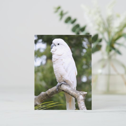 Cockato Briefkaart (Staand voorkant)