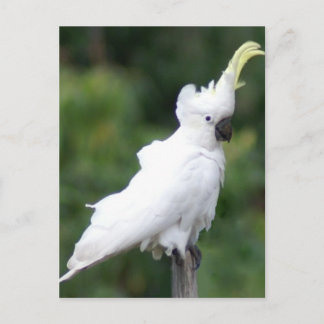 Cockato Briefkaart
