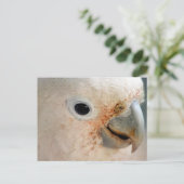 Cockato Briefkaart (Staand voorkant)