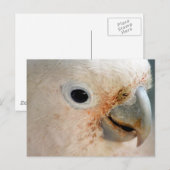 Cockato Briefkaart (Voorkant / Achterkant)